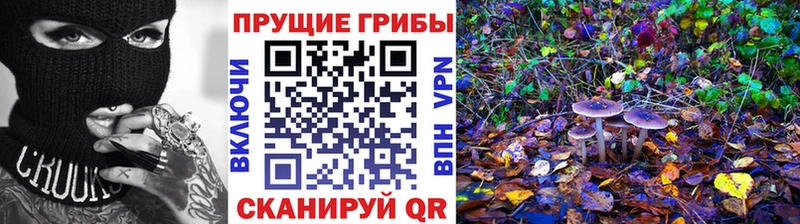 Псилоцибиновые грибы Cubensis  где купить наркотик  Заволжье 